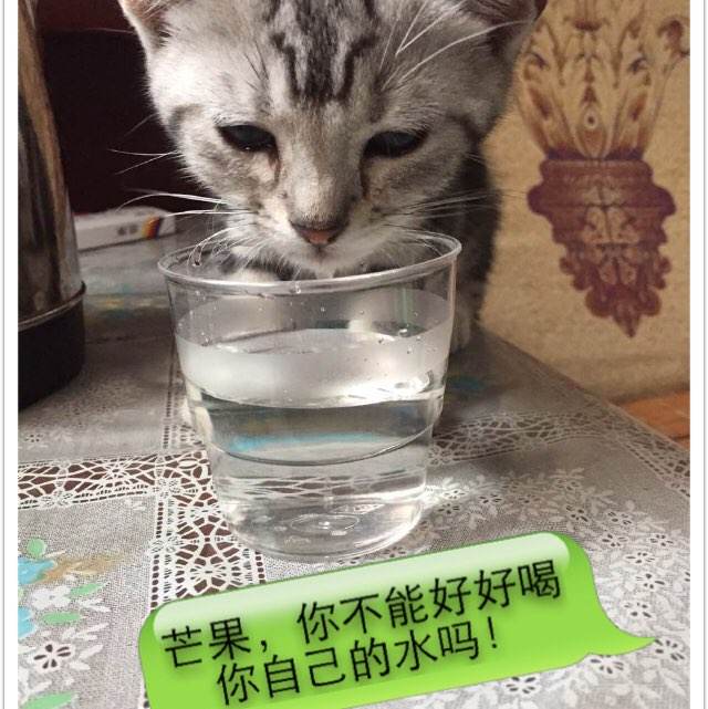 高仿罗文大学文凭毕业证